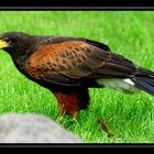 harris hawk