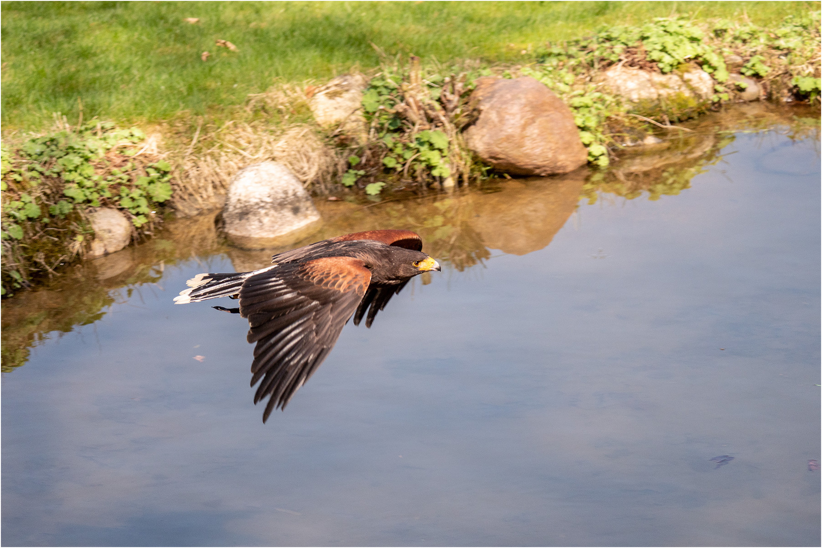 Harris Hawk