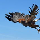 Harris Hawk 