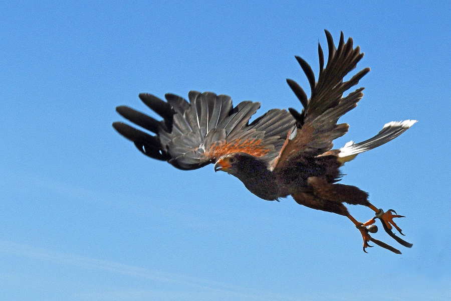 Harris Hawk 