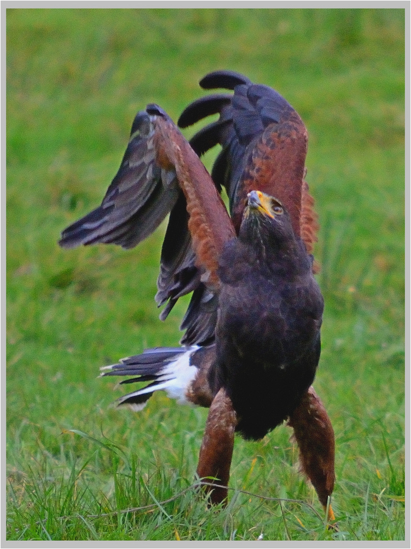 Harris Hawk