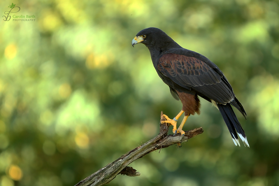 Harris Hawk