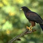 Harris Hawk