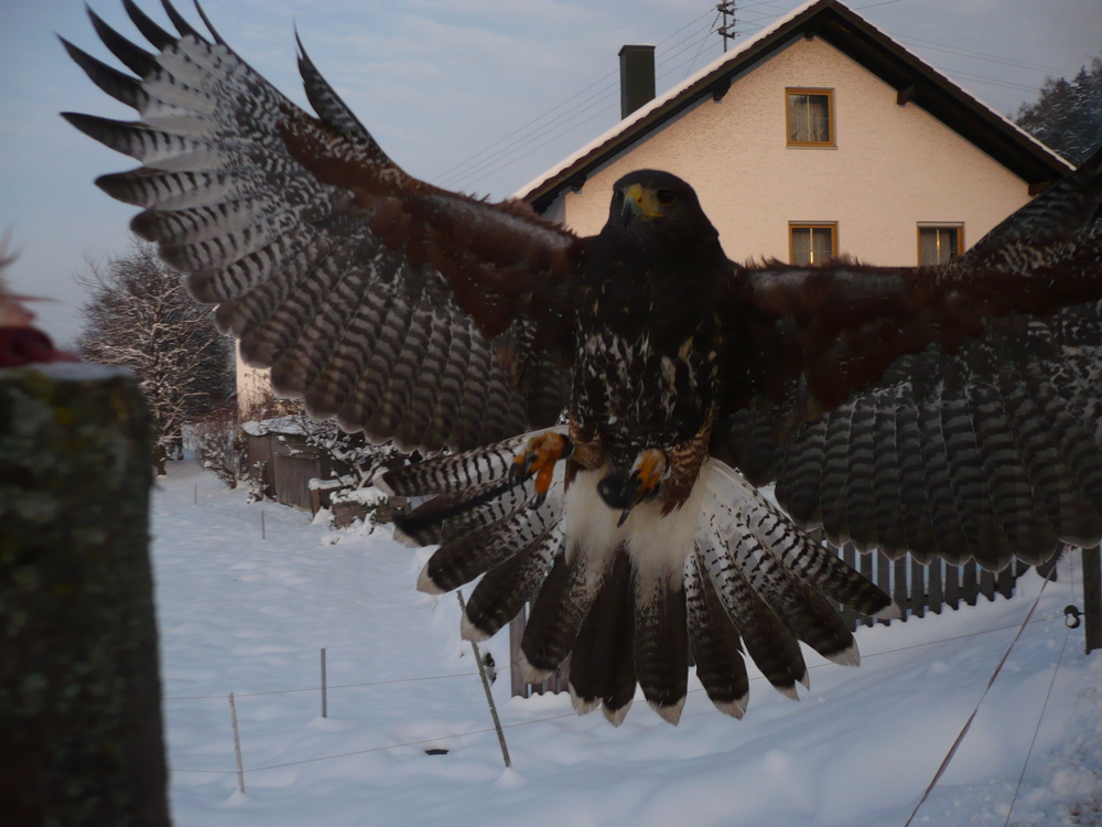 Harris-Hawk