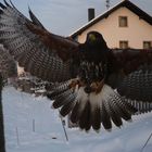 Harris-Hawk