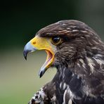 Harris Hawk