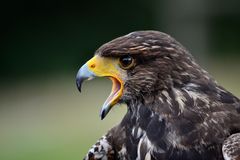 Harris Hawk