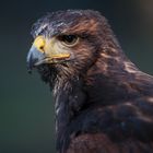 Harris Hawk