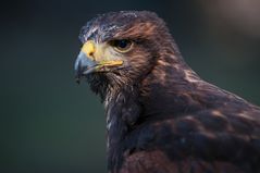 Harris Hawk