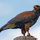 Harris Hawk