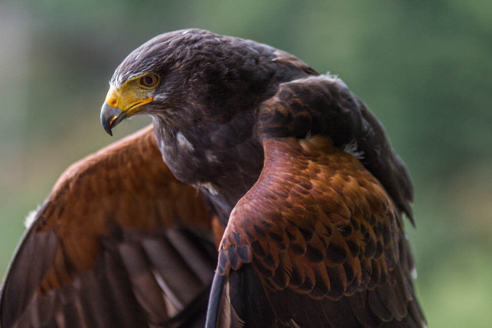 Harris Hawk