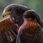 Harris Hawk