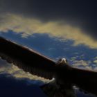 Harris Hawk