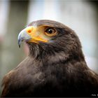 Harris Hawk ....