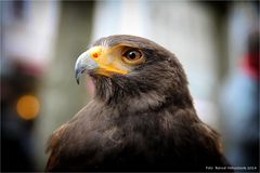 Harris Hawk ....