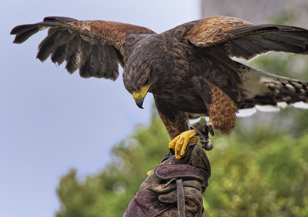 Harris Hawk