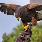 Harris Hawk