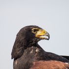 Harris Hawk