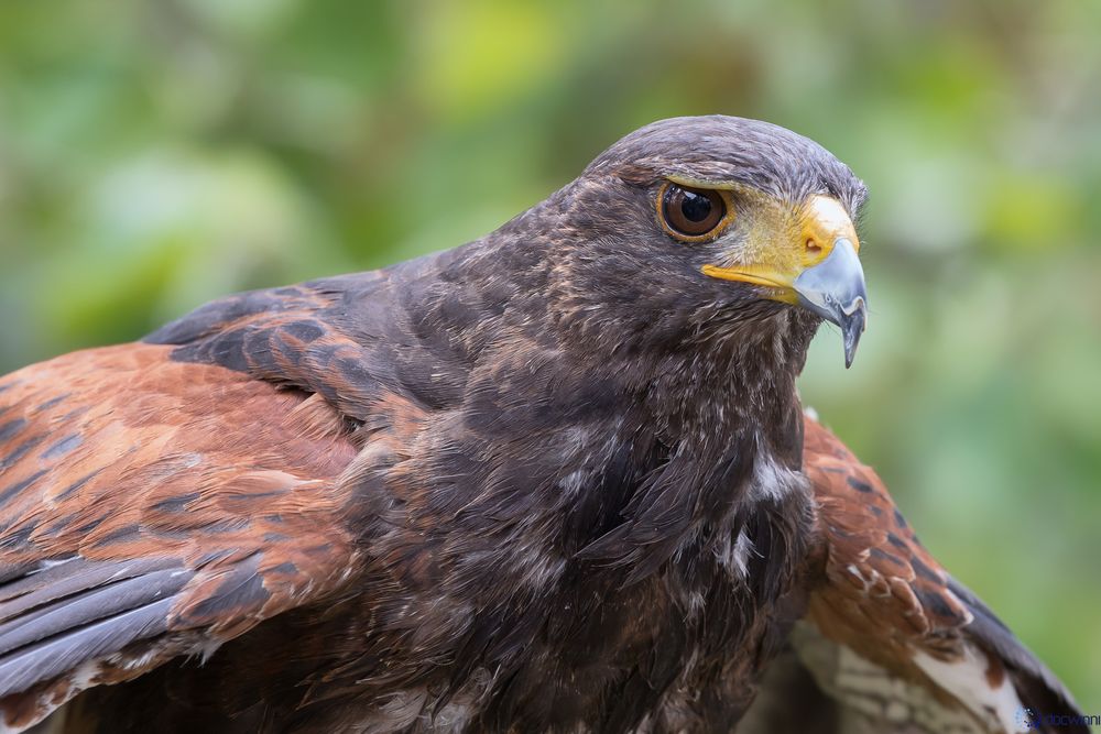 Harris Hawk