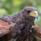 Harris Hawk