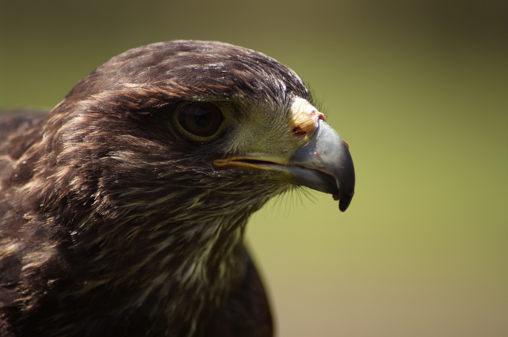 Harris Hawk