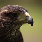 Harris Hawk