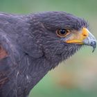 Harris Hawk