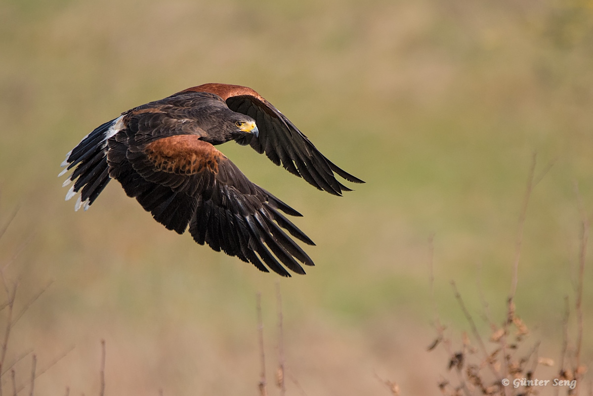 HARRIS HAWK