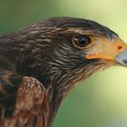 Harris Hawk