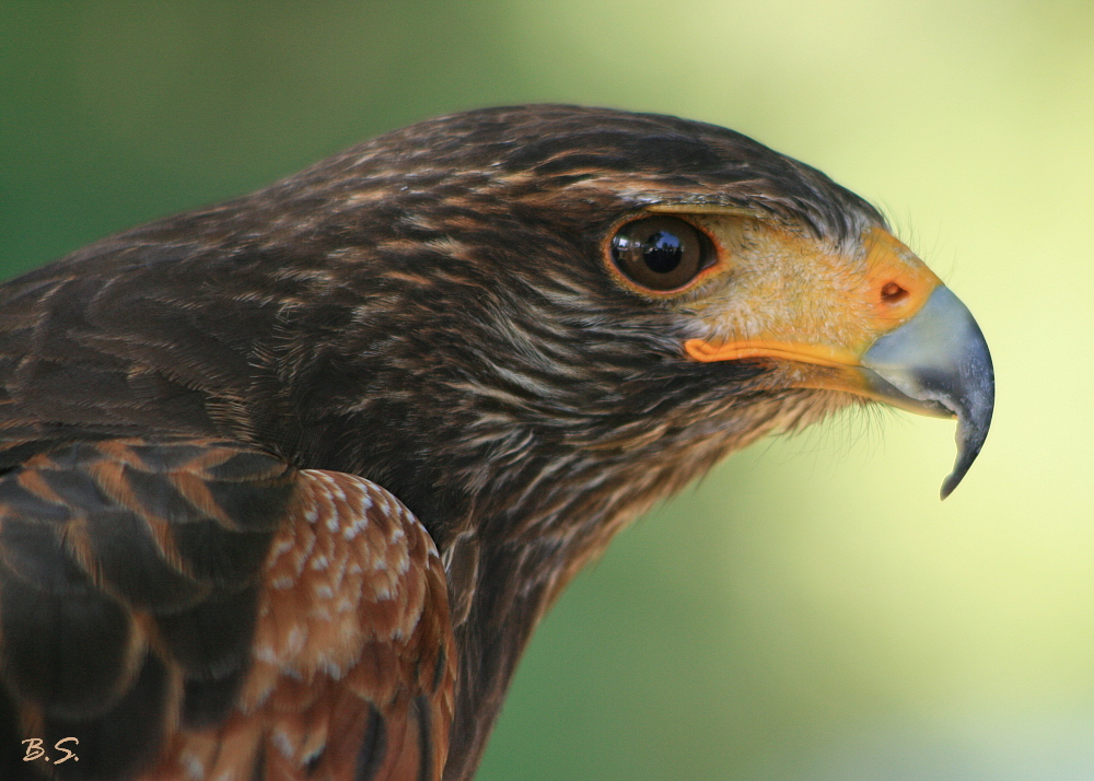 Harris Hawk