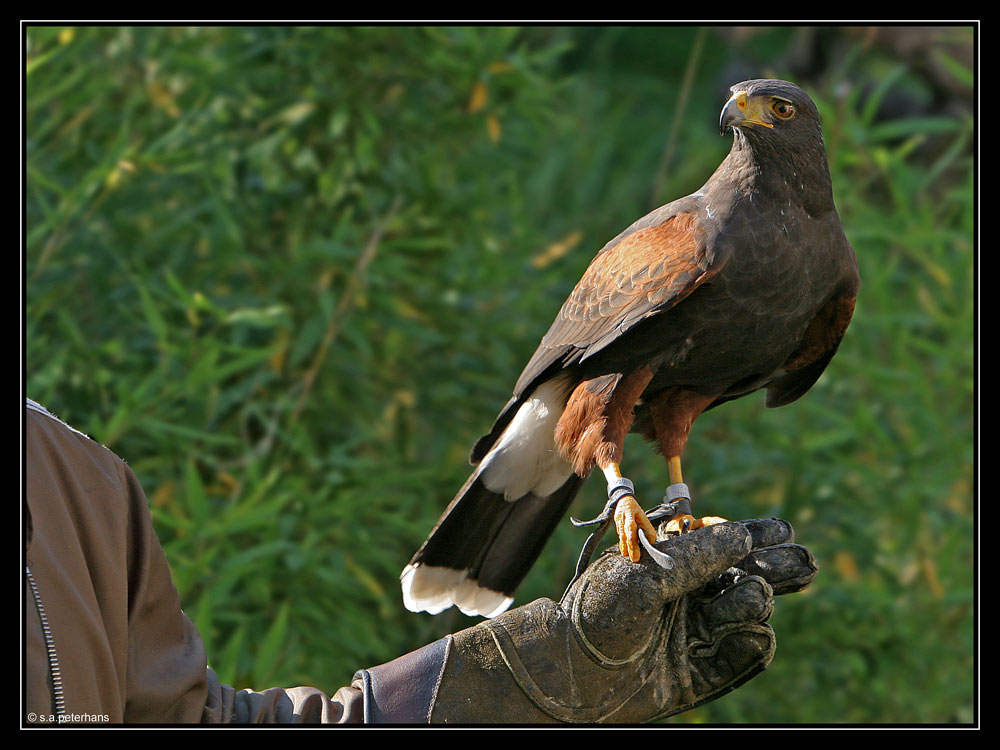 Harris Hawk...