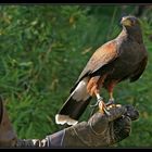 Harris Hawk...