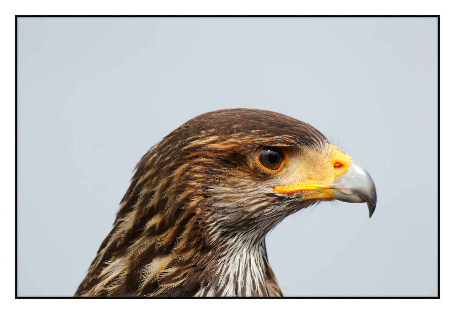 Harris Hawk