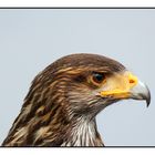 Harris Hawk