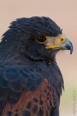 Harris Hawk