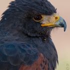 Harris Hawk