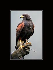 harris hawk