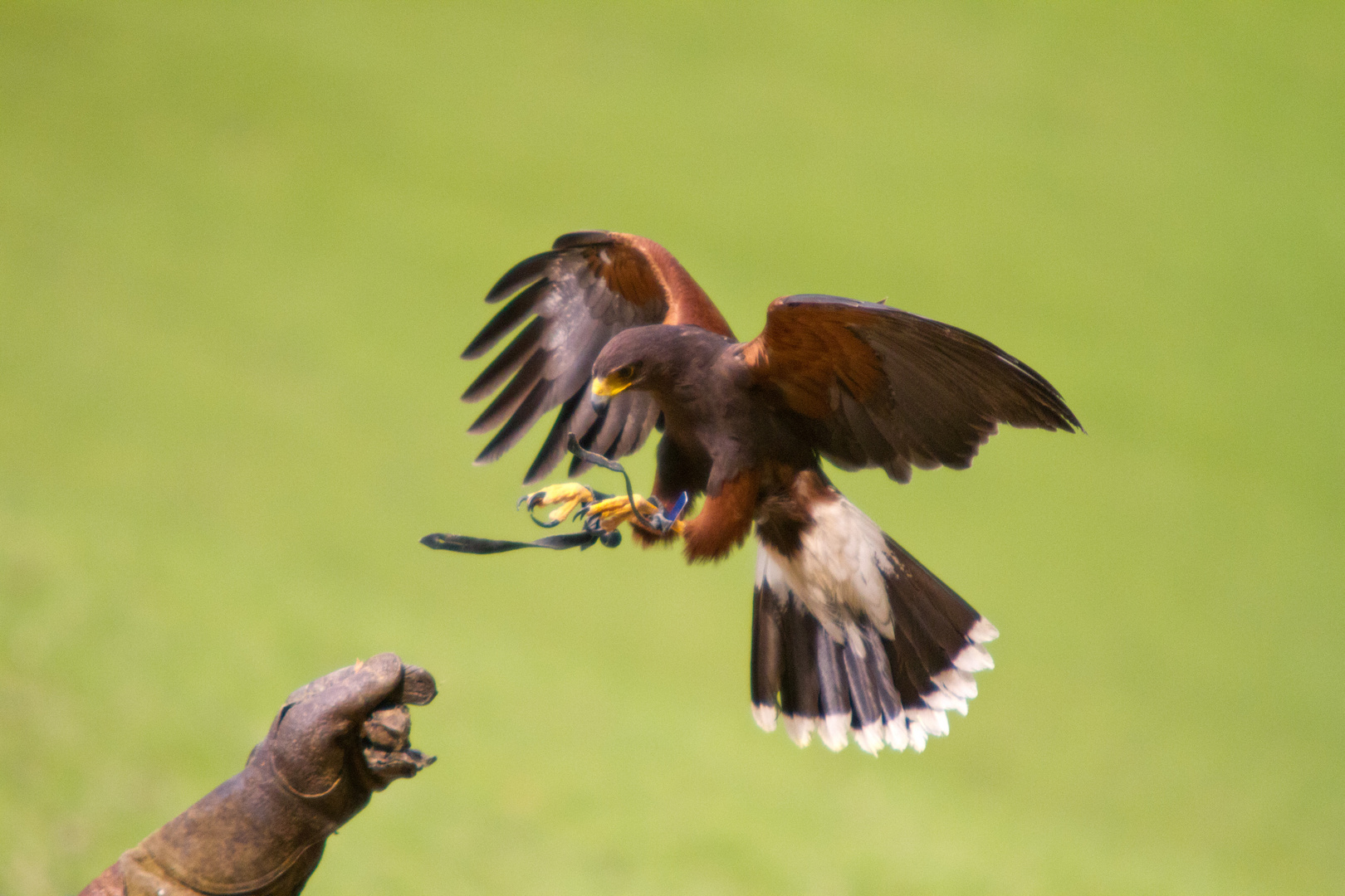 Harris Hawk