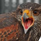 Harris Hawk