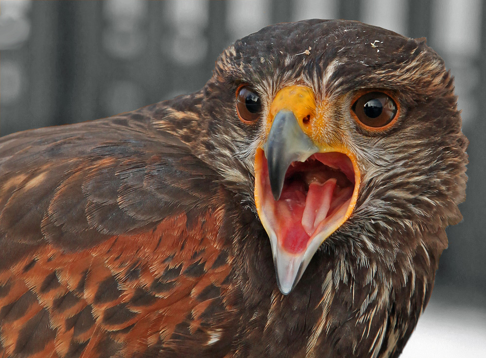 Harris Hawk