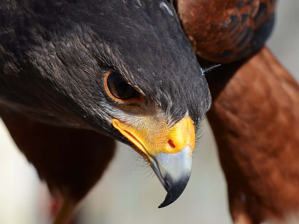 Harris Hawk