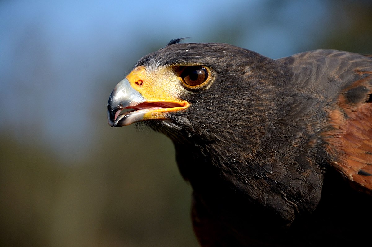 Harris Hawk