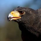 Harris Hawk