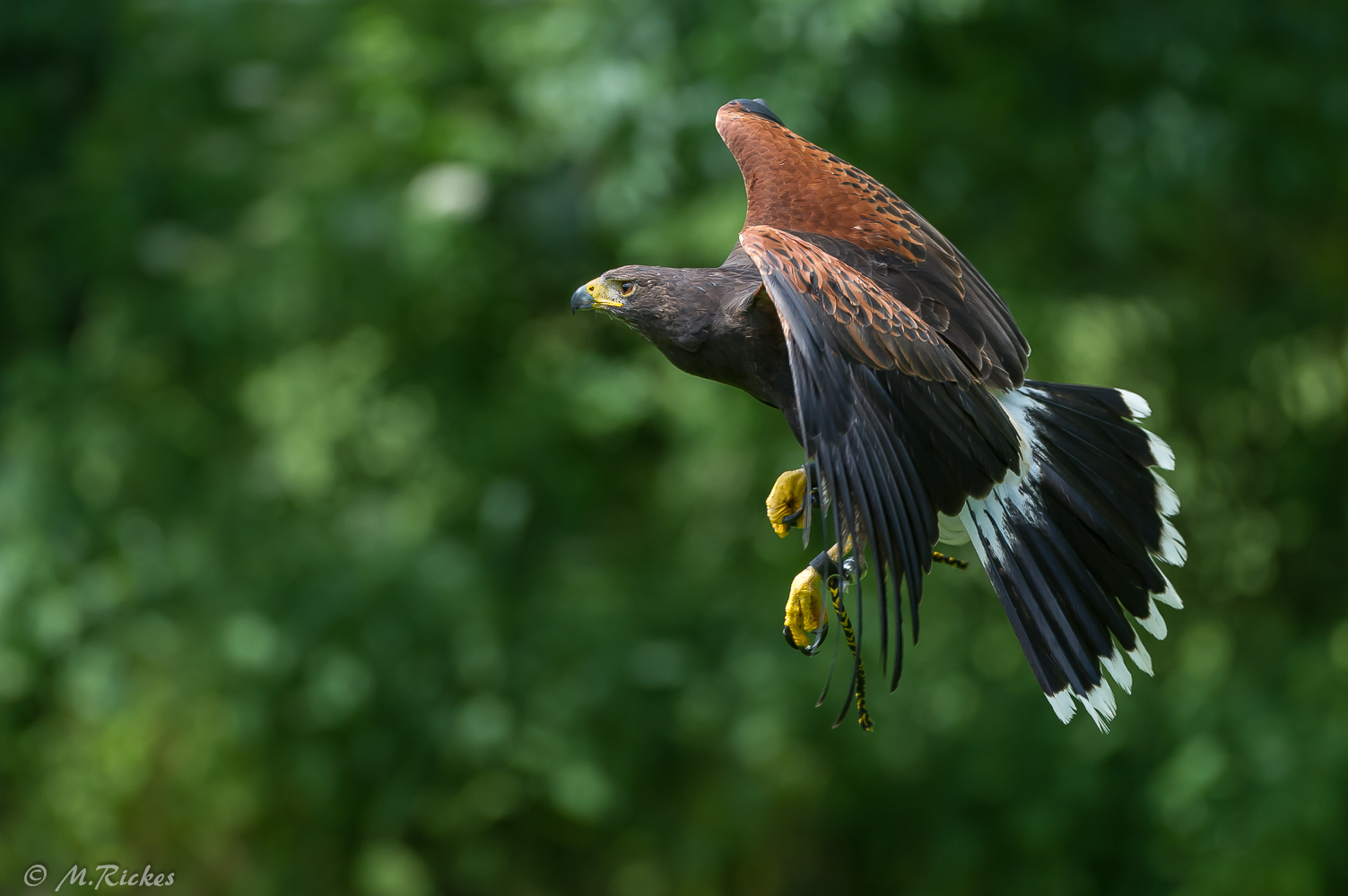 Harris Hawk (Amerikanischer Wüstenbussard)