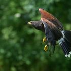 Harris Hawk (Amerikanischer Wüstenbussard)