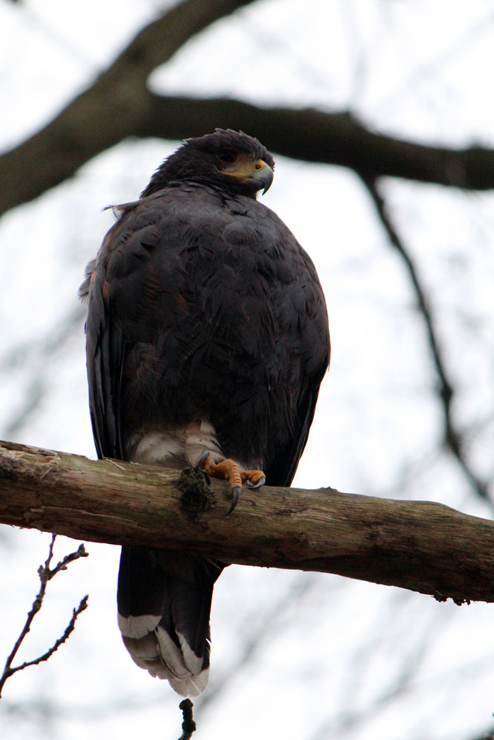 Harris Hawk at large