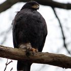 Harris Hawk at large