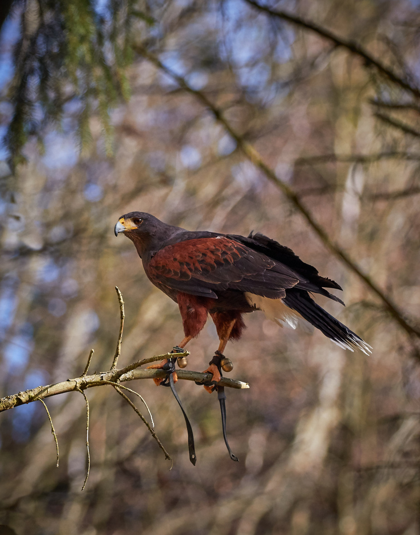 Harris-Hawk auf Ast