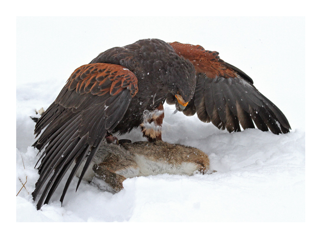 Harris-Hawk auf Jagd - Beute erlegt