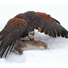 Harris-Hawk auf Jagd - Beute erlegt